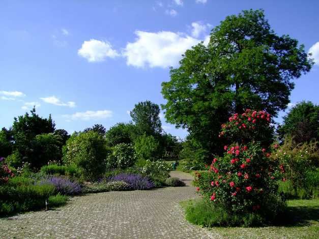 افضل الحدائق في دوسلدورف
