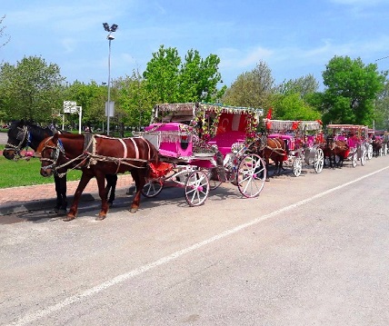 عربات الخيل في حديقة الشرق في سامسون