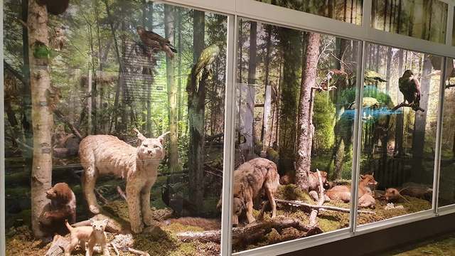 المتحف الإستوني للتاريخ الطبيعي في تالين