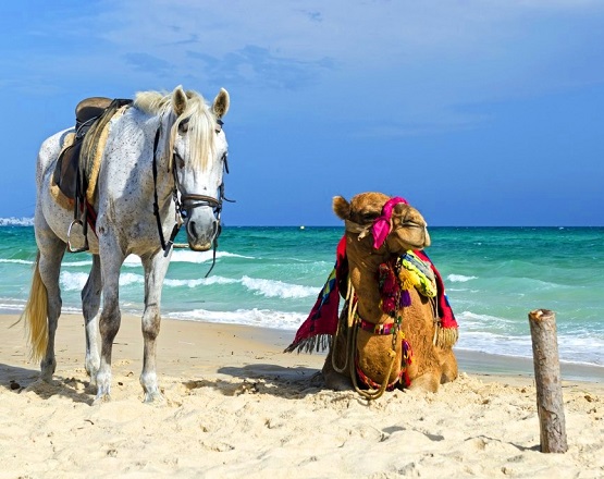 ركوب الحصان والجمل في شاطئ الحمامات