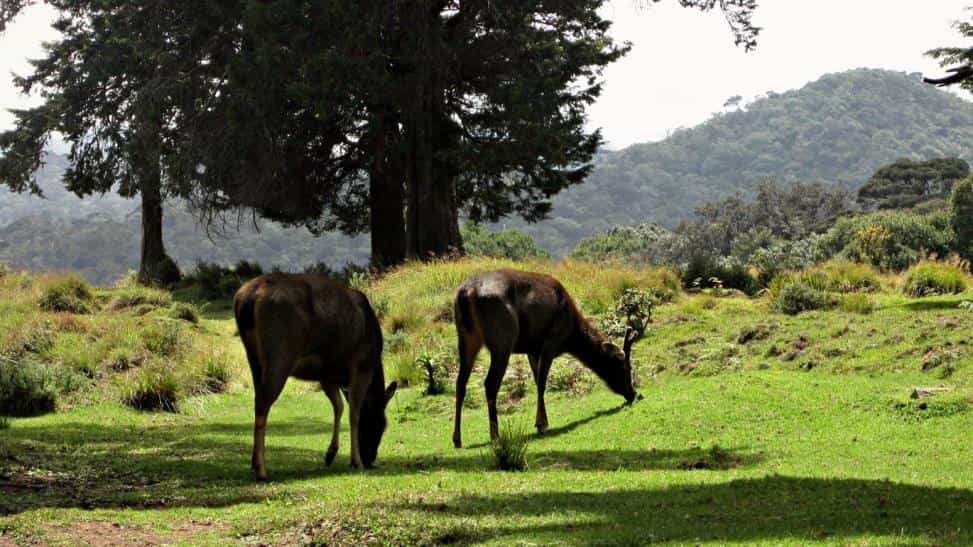 حديقة هورتون الوطنية في نوراليا
