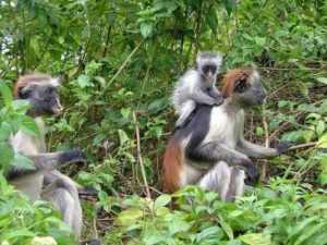 أفضل 3 أنشطة في غابة جوزاني زنجبار تنزانيا