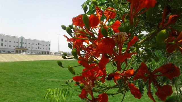  حديقة الملك سعود في نجران