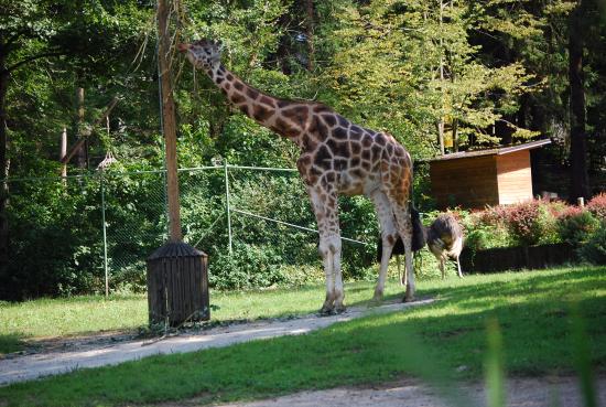 حديقة الحيوانات في ليوبليانا من افضل حدائق ليوبليانا سلوفينيا