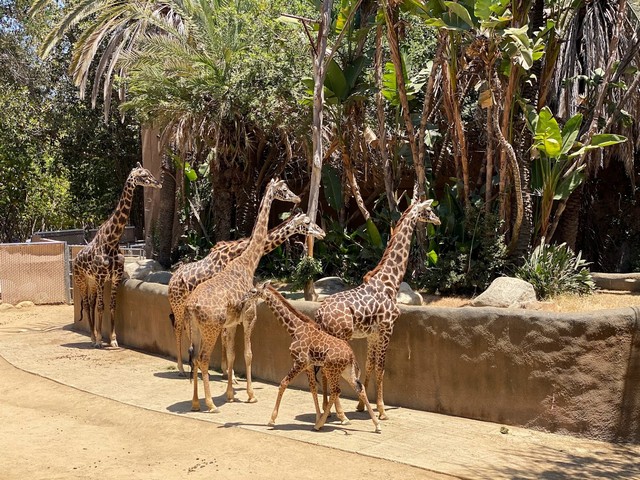 حديقة حيوان لوس انجلوس