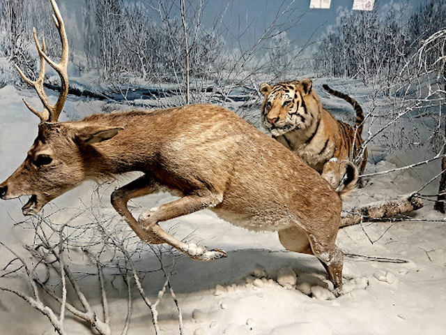 متحف ميلانو للتاريخ الطبيعي ميلان