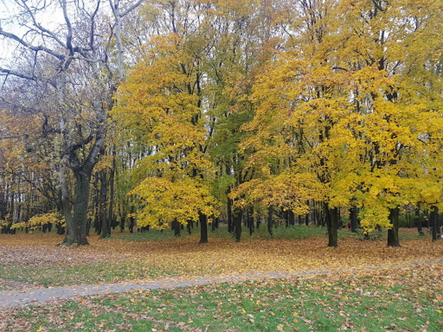 حديقة حقل موكوتوسكي وارسو