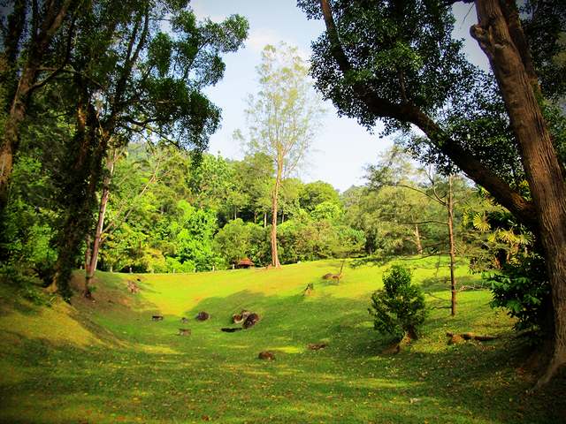 حديقة القرود بينانج ماليزيا