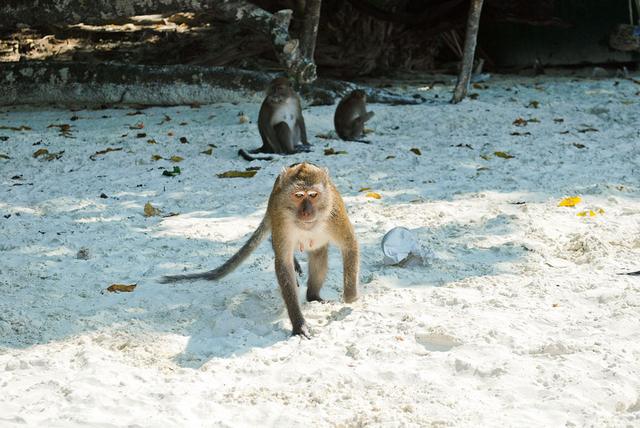 حديقة القرود في ماليزيا بينانج 