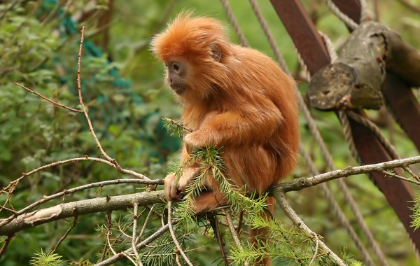 حديقة القرود من اجمل الاماكن السياحية في بينانج ماليزيا