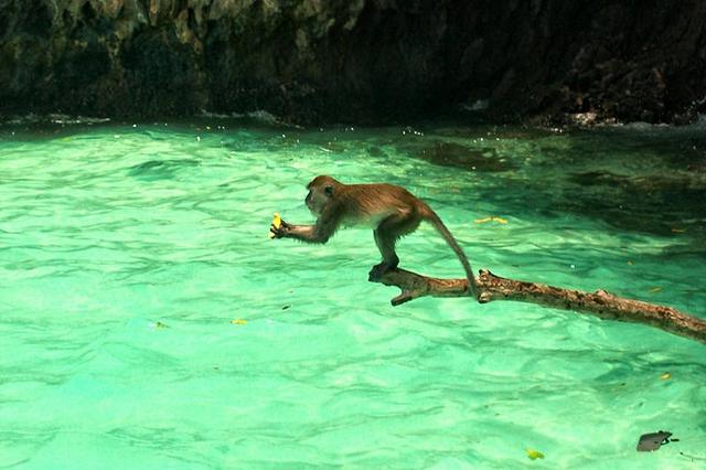 حديقة القرود في بينانج ماليزيا