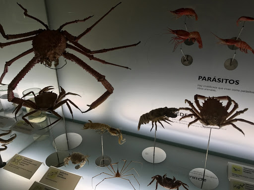 متحف الطبيعة والإنسان في جزر الكناري