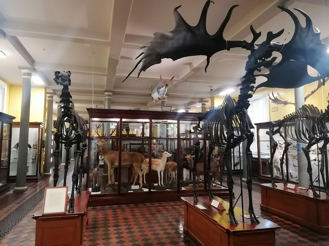 متحف التاريخ الطبيعي دبلن