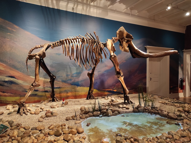 متحف الدنمارك للتاريخ الطبيعي كوبنهاجن