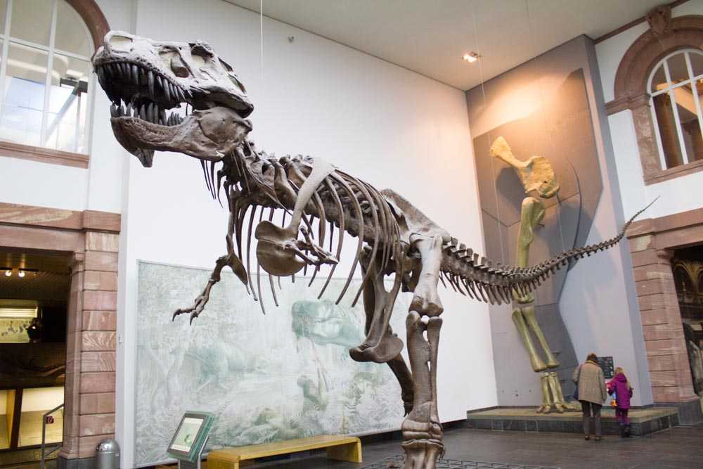 متحف التاريخ الطبيعي من اهم متاحف فرانكفورت المانيا