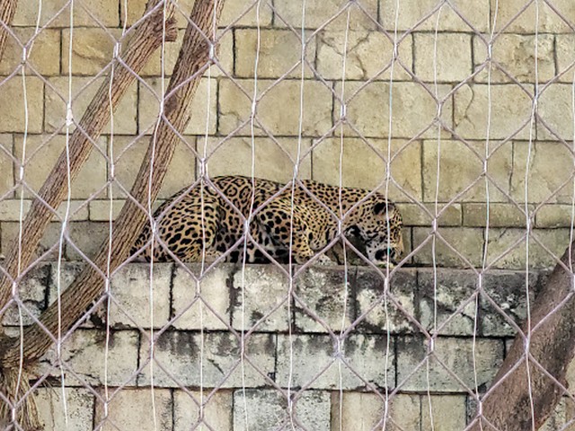 حديقة حيوان بالم بيتش في ويلينجتون
