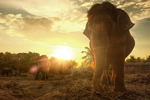 أفضل 7 أنشطة في قرية الفيلة في بتايا تايلاند