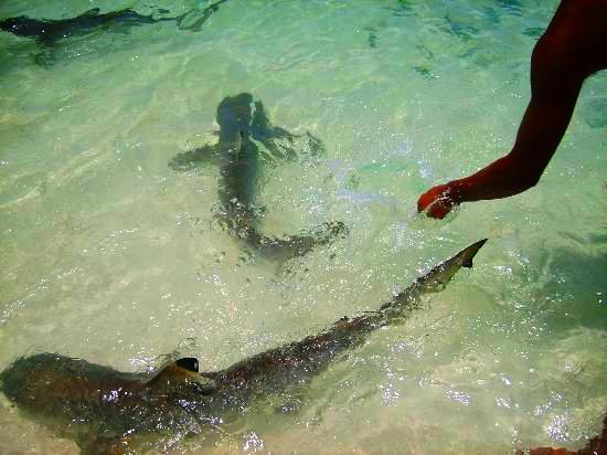 إطعام القرش في جزيرة بايار في لنكاوي