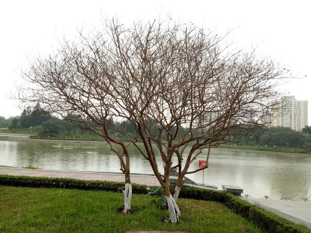 حديقة السلام في هانوي