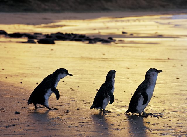جزيرة فيليب ملبورن من افضل الاماكن السياحية في ملبورن استراليا