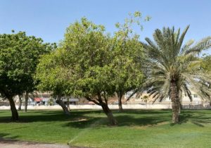 أفضل 4 انشطة في حديقة الامير عبد المحسن بن جلوي الدمام