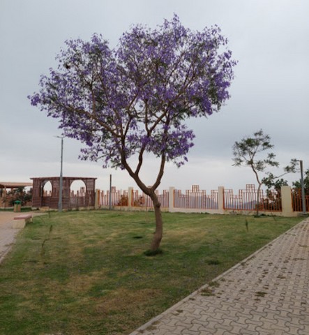 حديقة الأمير سلطان بن سلمان الباحة