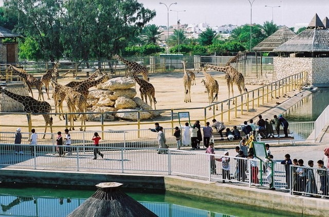 افضل 5 انشطة في حديقة الحيوان قطر