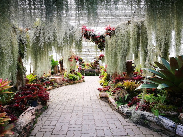 حديقة الملكة سيريكيت النباتية في شنغماي