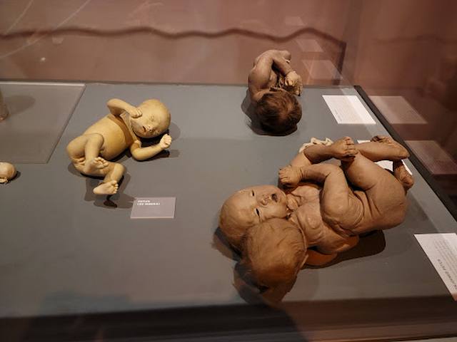 متحف لاس فيغاس للجسم البشري