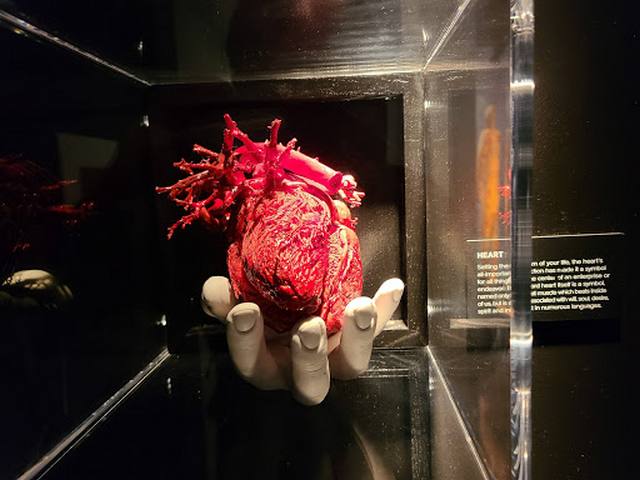 متحف لاس فيغاس للجسم البشري