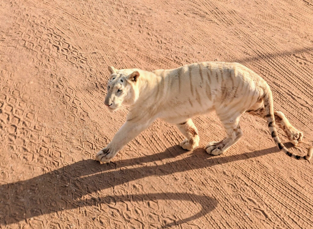 سفاري الرياض