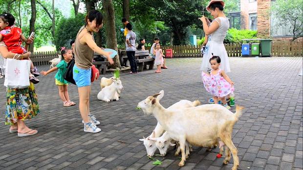 حديقة حيوانات شنغهاي من اشهر حدائق شنغهاي الصين
