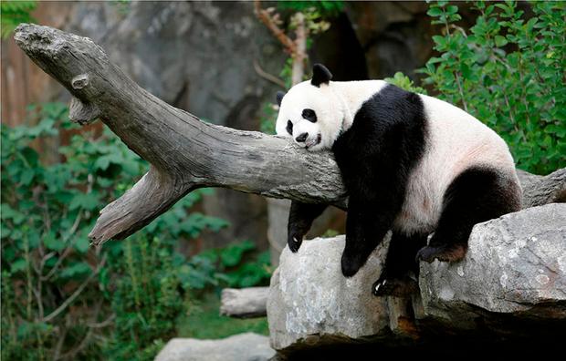 حديقة حيوانات شنغهاي