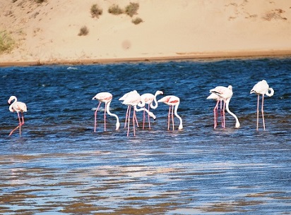 طيور متنزه سوس ماسة الوطني في أغادير