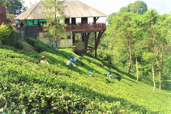 مزارع الشاي من اجمل اماكن السياحة في باندونق اندونيسيا