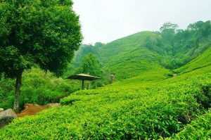 افضل 7 انشطة في مزارع الشاي تشيبودي باندونق اندونيسيا