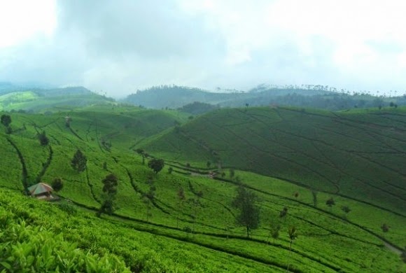 مزارع الشاي في مدينة باندونق اندونيسيا
