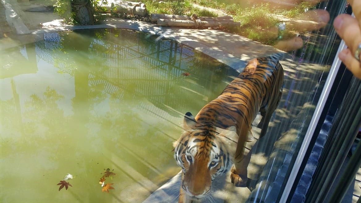 حديقة حيوانات في طهران
