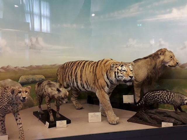 المتحف المدني لعلم الحيوان روما