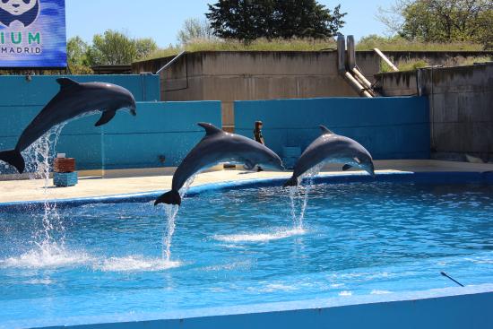 عرض الدلافين في أكواريوم حديقة حيوانات مدريد في إسبانيا