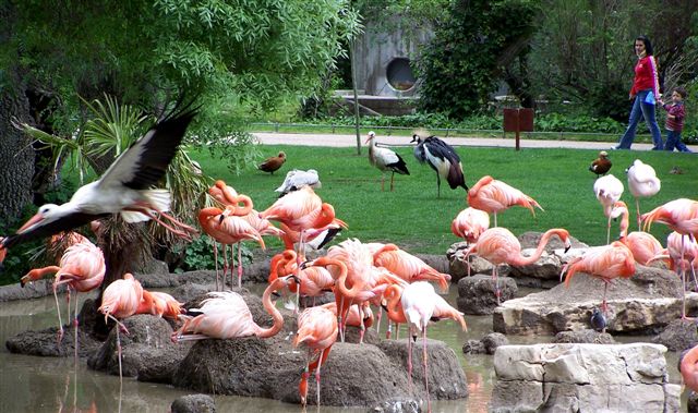طيور الفلامينغو في أكواريوم حديقة حيوانات مدريد في إسبانيا