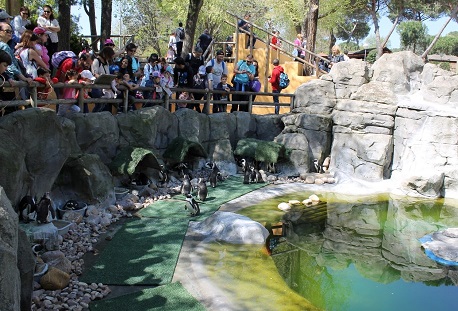 حوض البطاريق في أكواريوم حديقة حيوانات مدريد في إسبانيا
