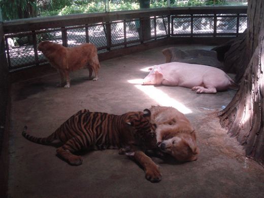 حديقة النمور من اهم اماكن سياحية في بتايا تايلاند