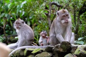 أفضل 3 أنشطة في غابة القرود أوبود في بالي اندونيسيا