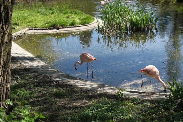 حديقة حيوان وارسو