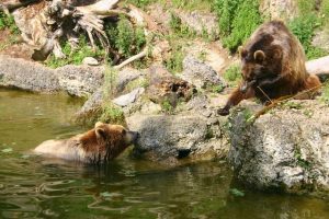 افضل 4 أنشطة في حديقة حيوانات سالزبورغ النمسا