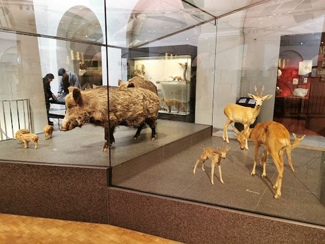 متحف علم الحيوان في زيورخ
