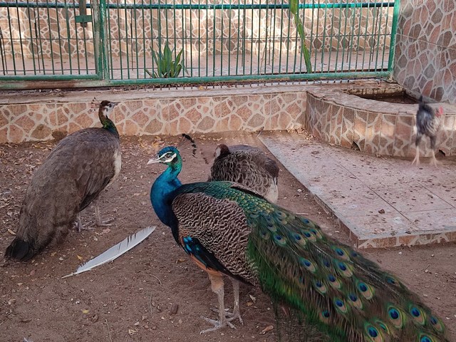 حديقة النعمان بركاء