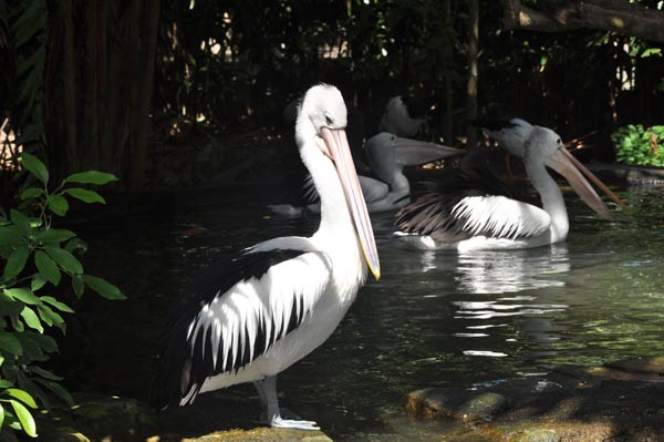 حديقة الطيور من اجمل الاماكن السياحية في بالي اندونيسيا