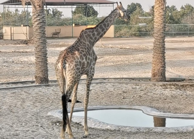 حديقة حيوانات البحرين